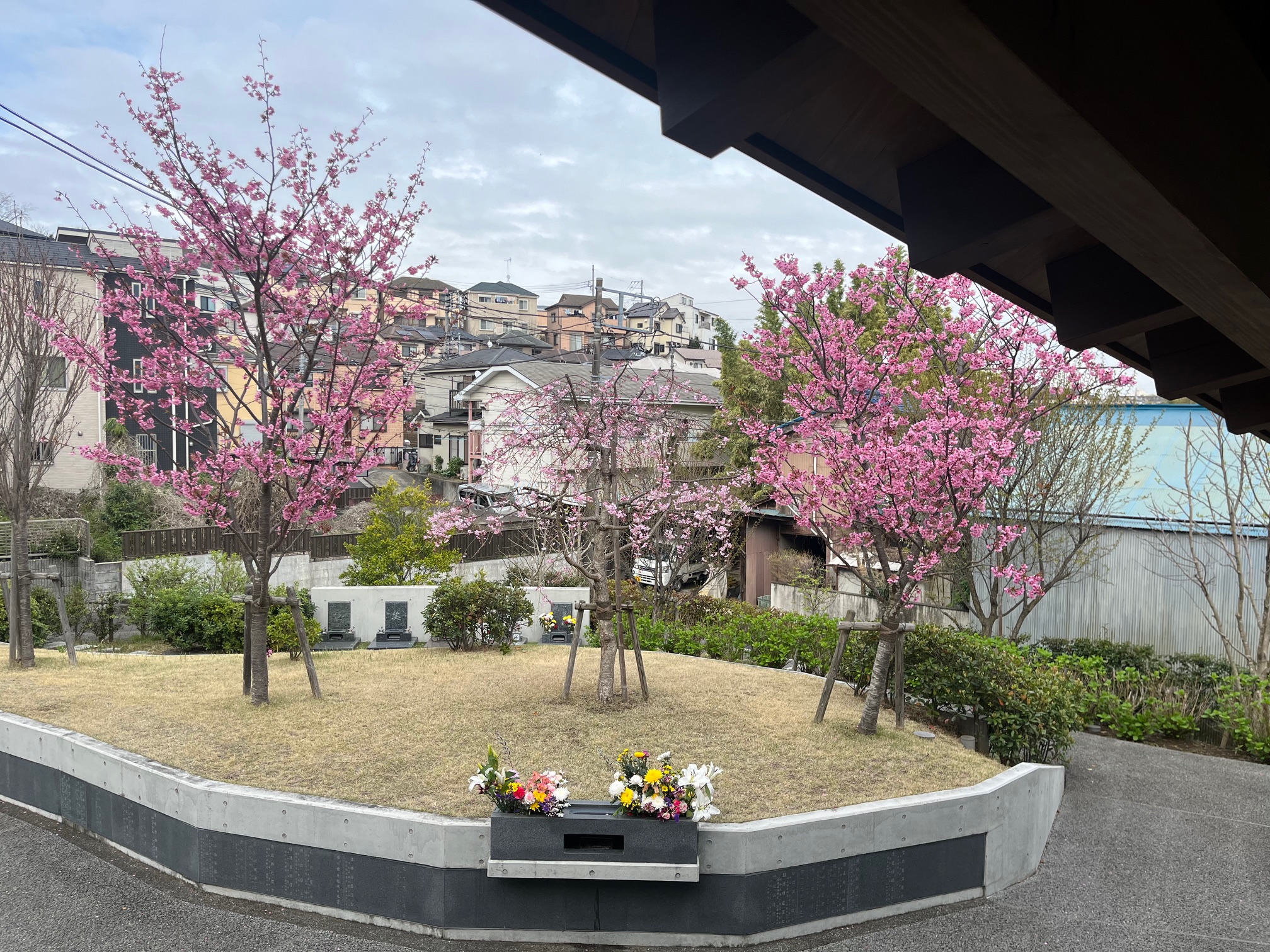 令和6年4月7日本覚寺の森観音霊園桜満開