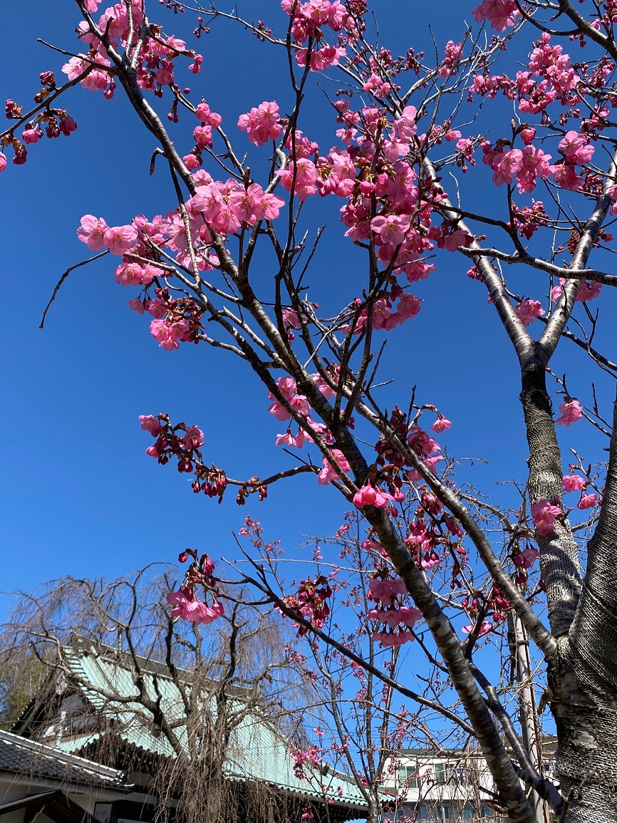 本覚寺の森観音霊園桜の墓桜開花