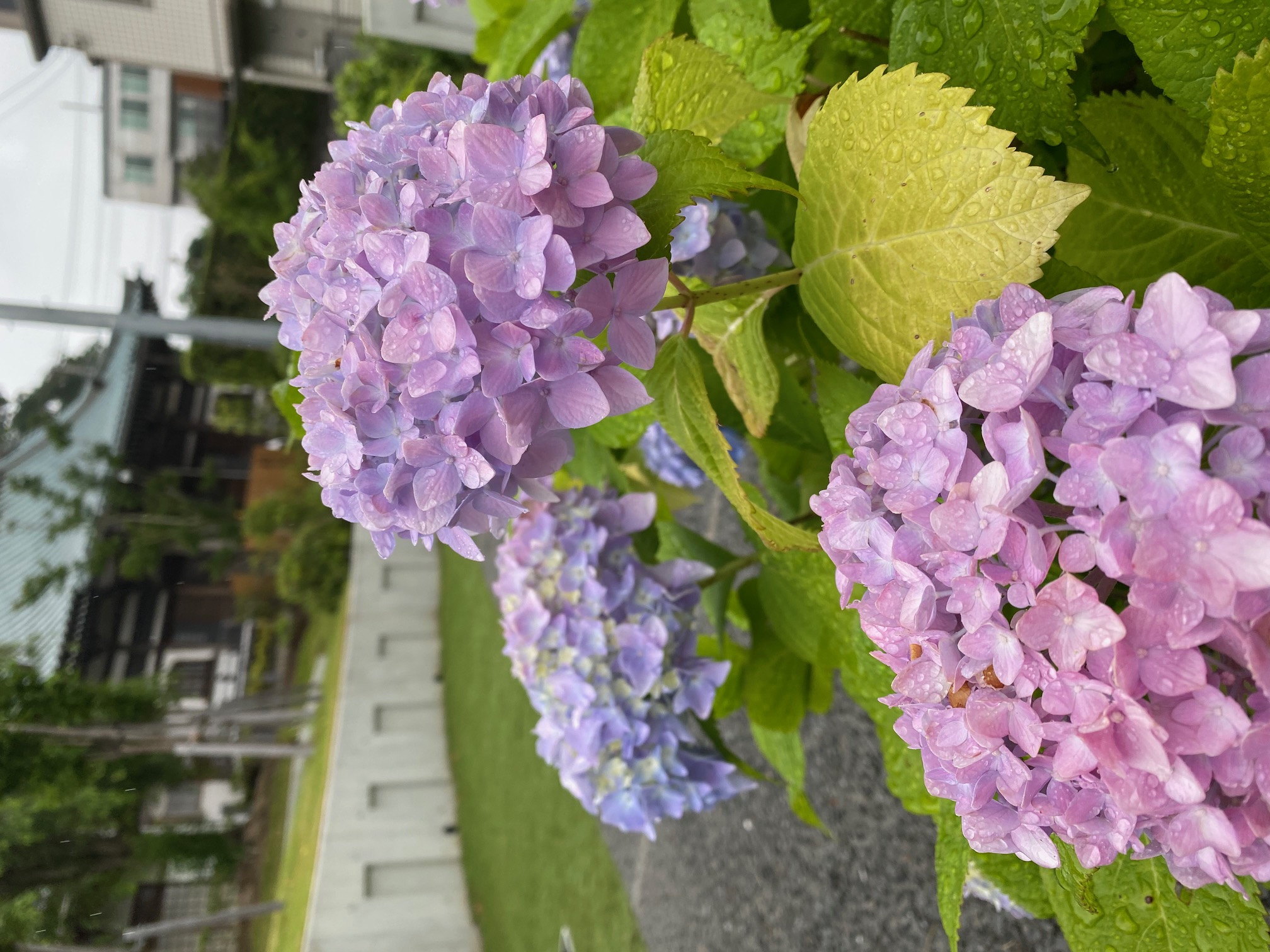 天台宗本覚寺　観音霊園　紫陽花