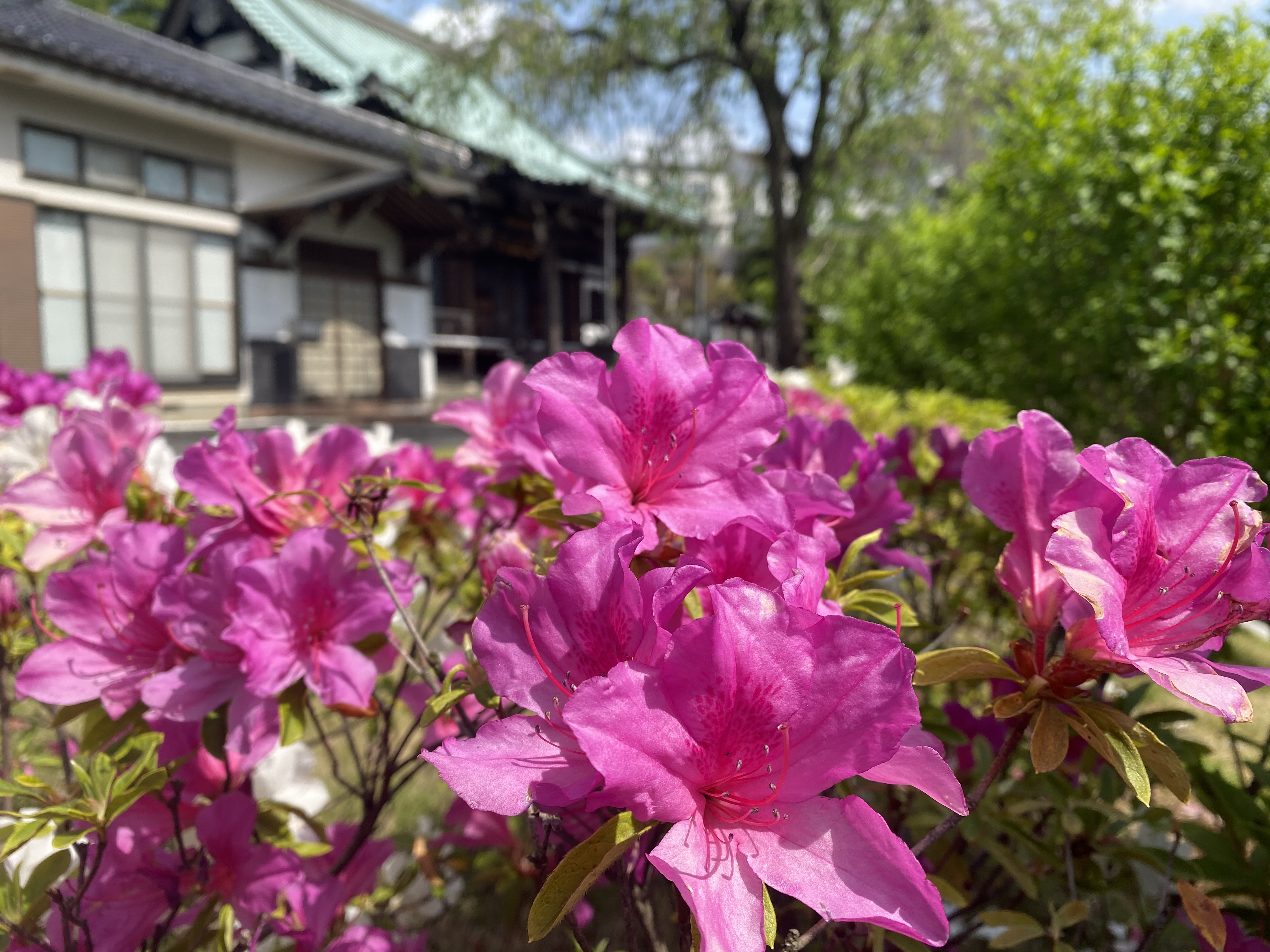 令和3年5月本覚寺つつじ